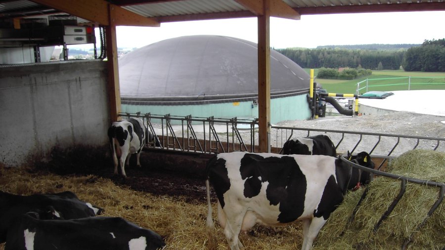 Kühe im Stall. Klick führt zu Großansicht in neuem Fenster.