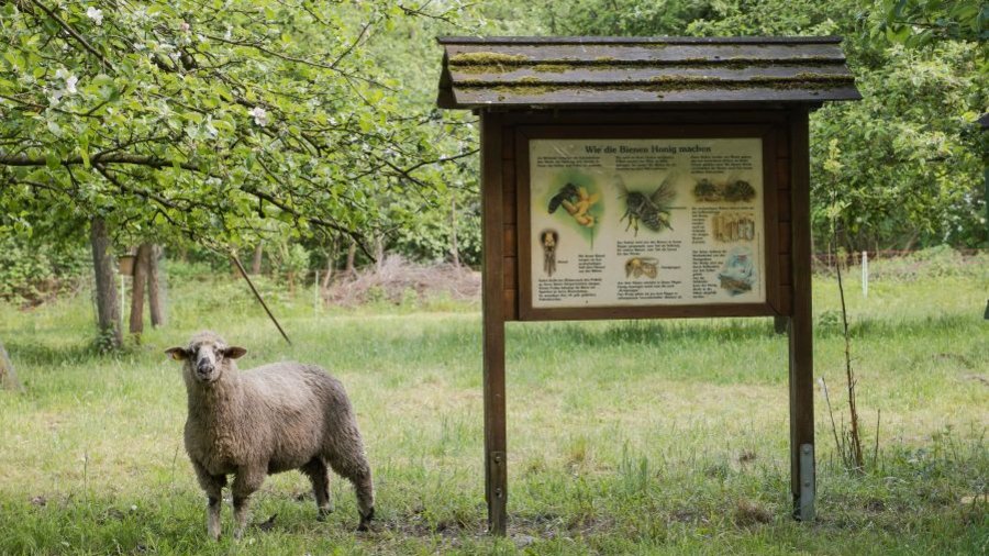 Schaf neben einer Lehrtafel zu Bienen auf einer Wiese, symbolisiert Grundwissen Herdenschutz 