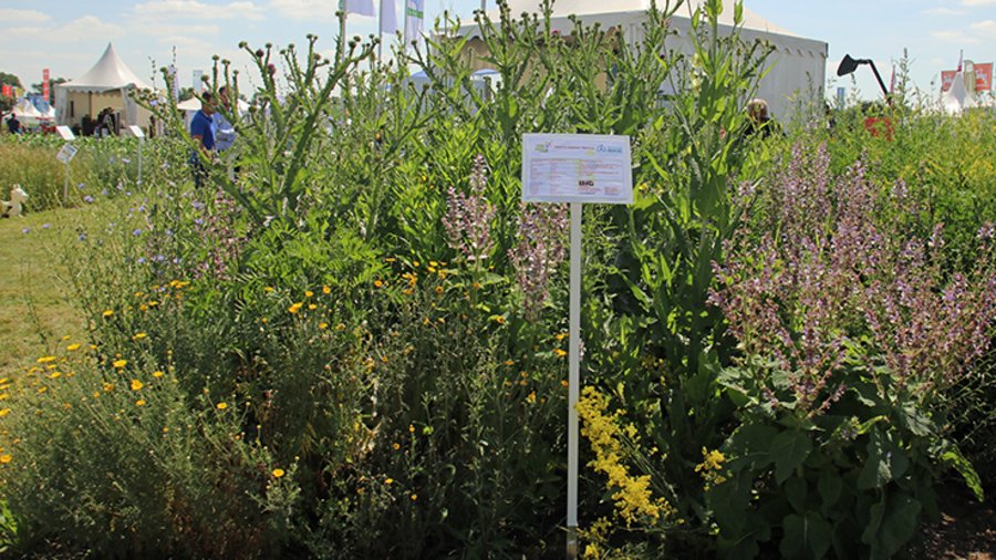 Verschiedene blühende Pflanzen.