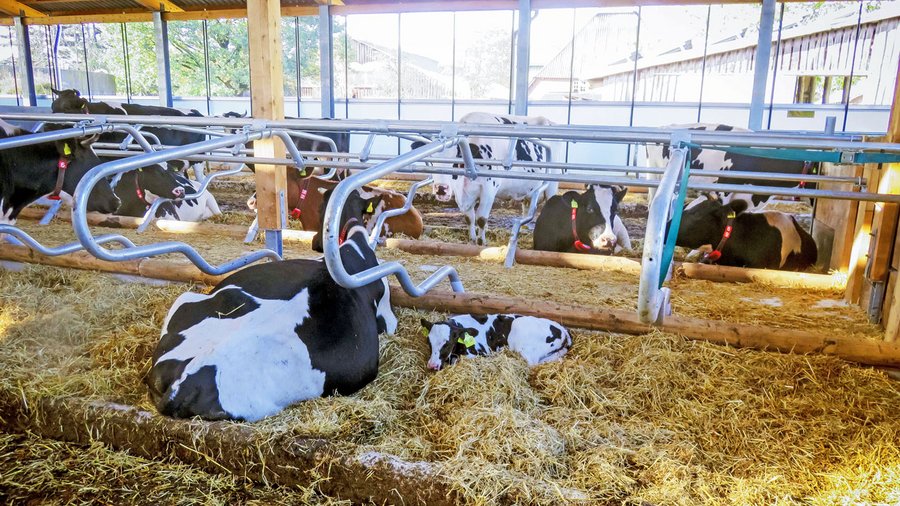 Kuh mit Kalb im Stall