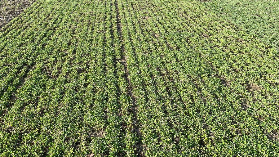 Nahaufnahme eines Pflanzenbestandes von Inkarnatklee.