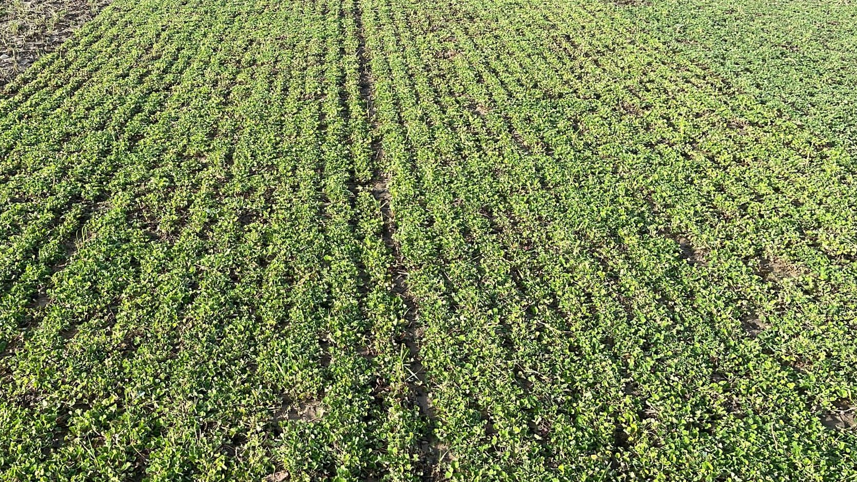 Nahaufnahme eines Pflanzenbestandes von Inkarnatklee.