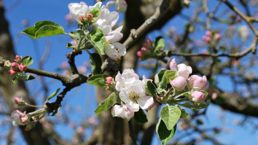 Nahaufnahme von den Blüten eines Apfelbaums.