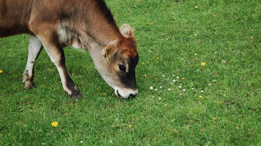 Kalb weidet auf Grünland