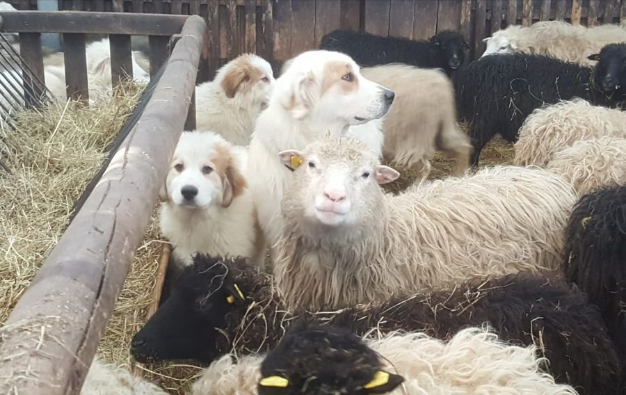 Junge und alte Herdenschutzhunde inmitten einer Schafherde im Stall an einer Heuraufe