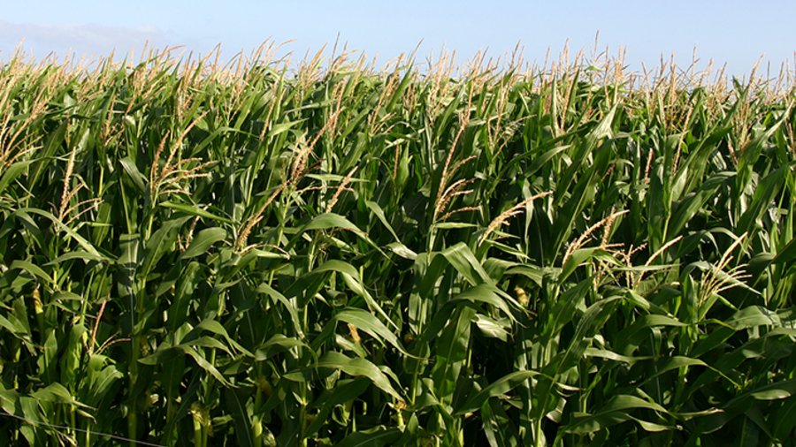 Maispflanzen auf einem Feld