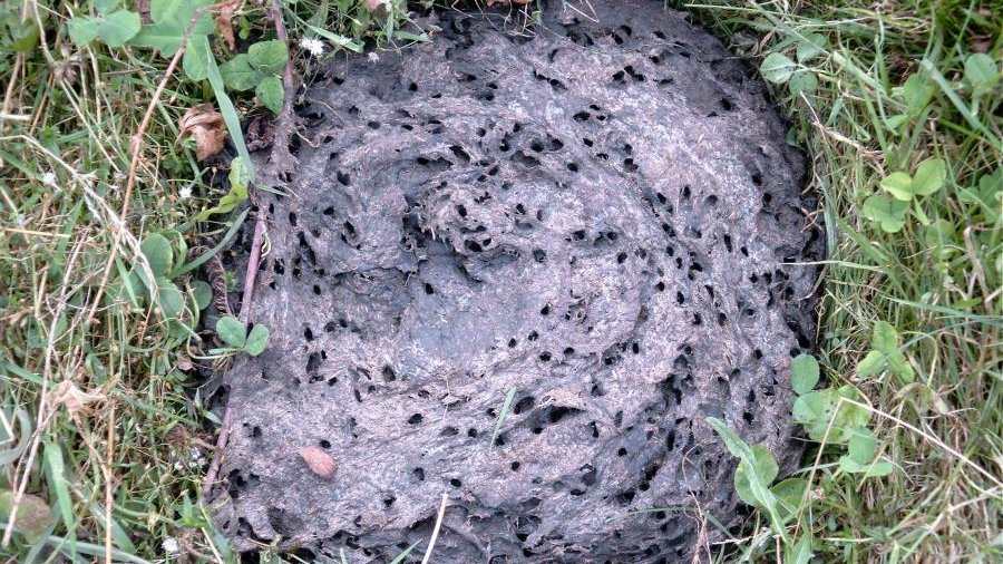 Exkremente von Weidetieren auf Grünland