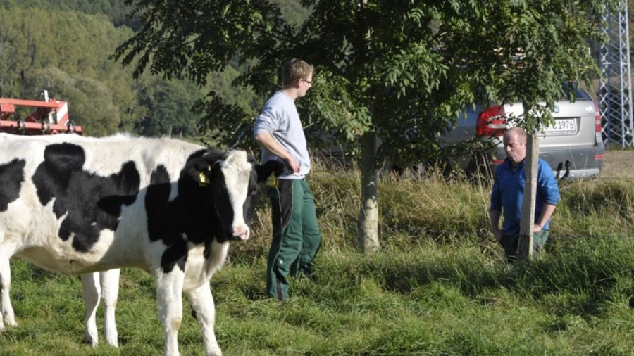 Junger Landwirt steht auf Rinderweide und unterhält sich mit einem Nachbarn
