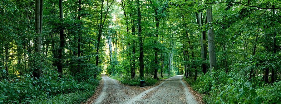 Blick auf einen Waldweg, der sich v-förmig in zwei einzelne trennt.
