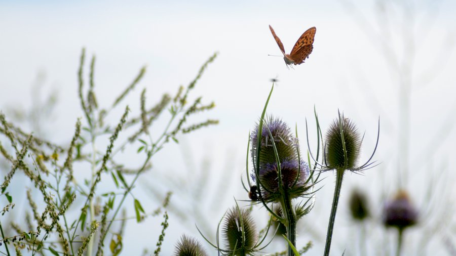 Schmetterling im Anflug auf eine Kardenblüte. Dahinter andere Pflanzen.