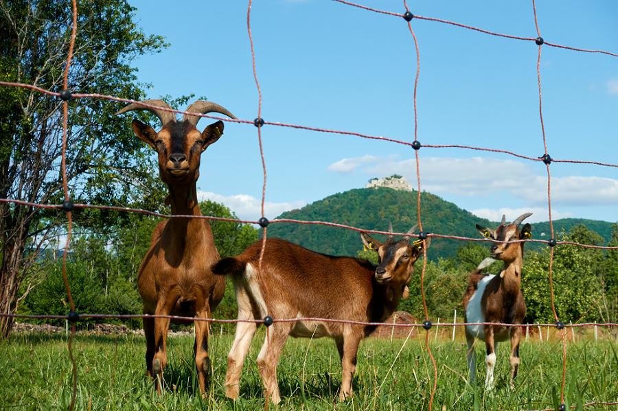 Ziegen mit Jungtieren hinter Zaun