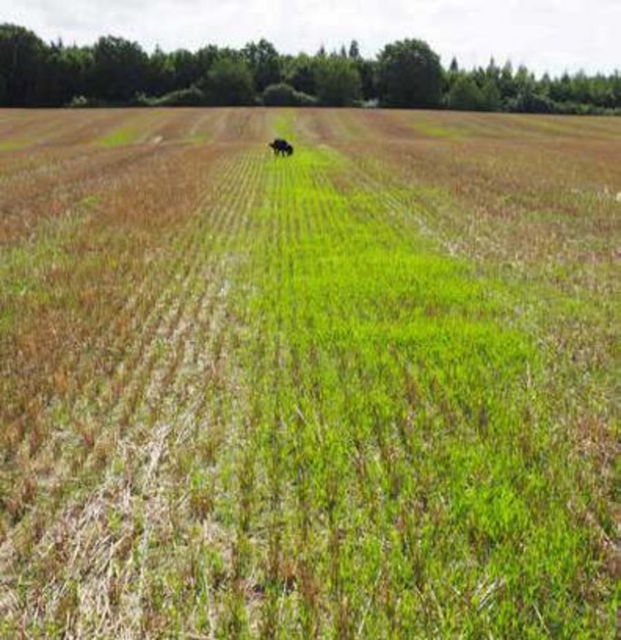 Auf einem unbearbeiteten Getreidestoppelacker sieht man flächig sehr stark keimenden Ackerfuchsschwanz. 