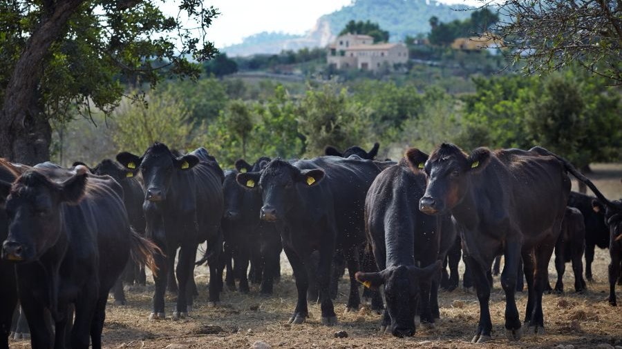 Spanien: Angus-Freilandrinder auf einem Bio-Bauernhof in Mallorca