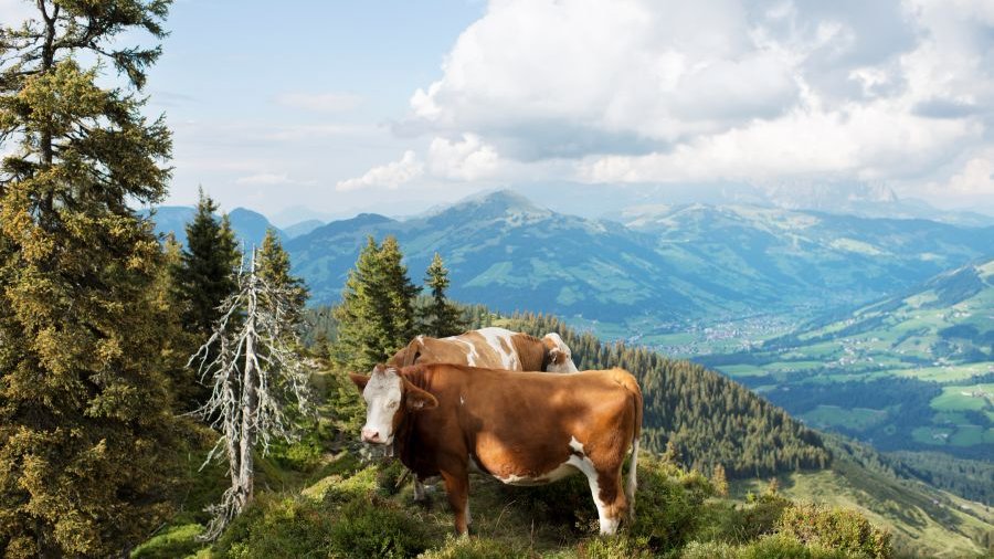 Zwei Kühe stehen auf einer Anhöhe in bergigem Gelände. Im Hintergrund sieht man ein Tal mit Häusern und eine weitere Bergkette.