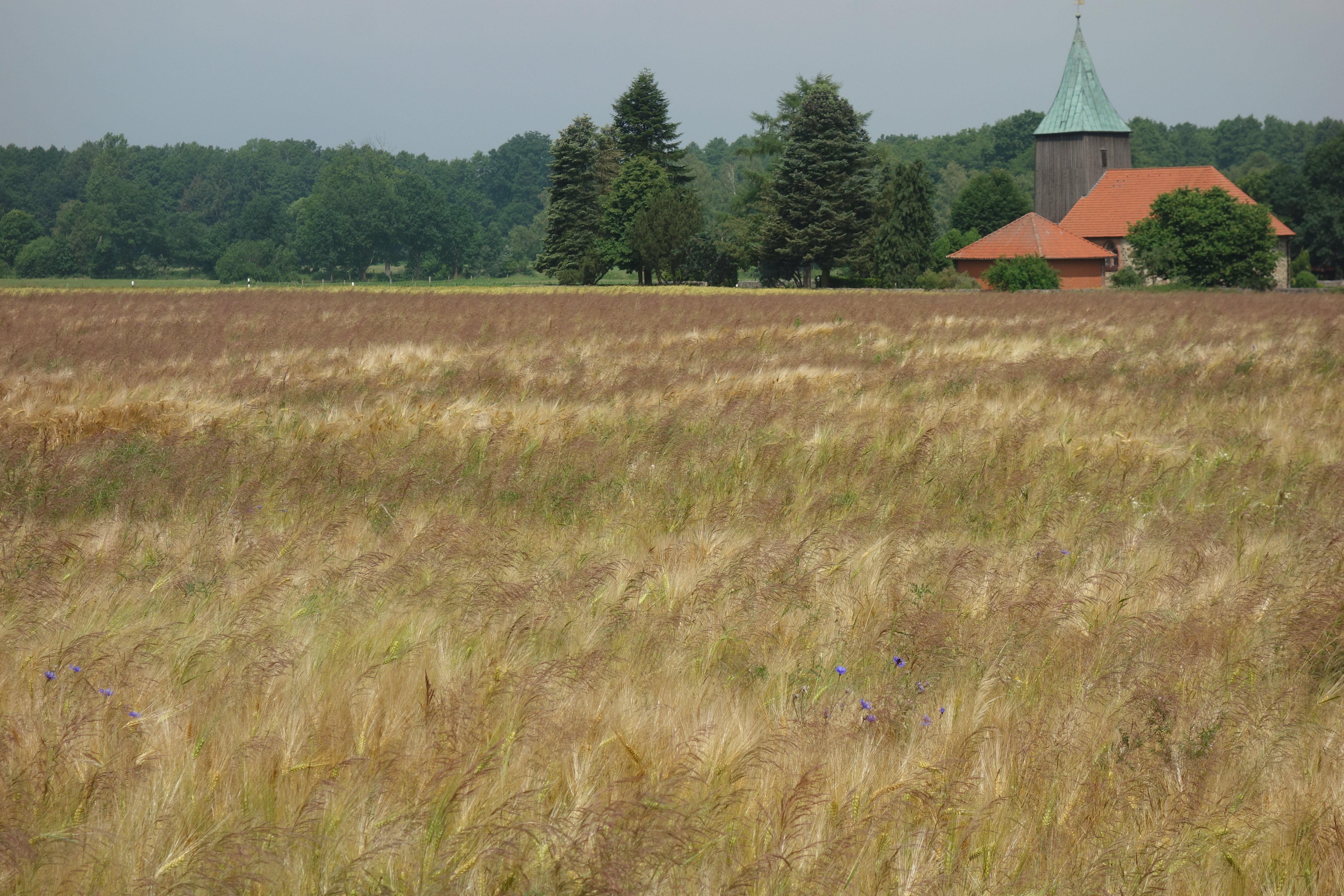 Feld mit starkem Vorkommen von Gemeinem Windhalm