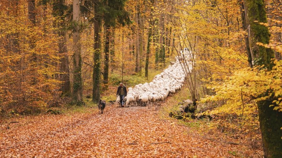 Ein Hirte führt eine große Schafherde durch einen Herbstwald. Davor läuft ein Hund.