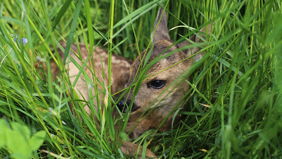 Rehkitz liegt auf einer Wiese.