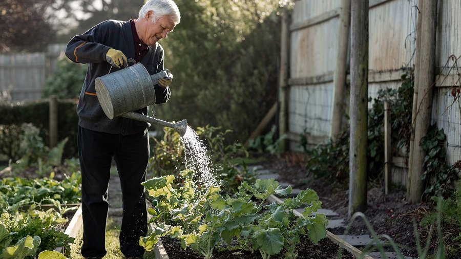 Älterer Mann bewässert mit einer Gießkanne Pflanzen in einem Garten.