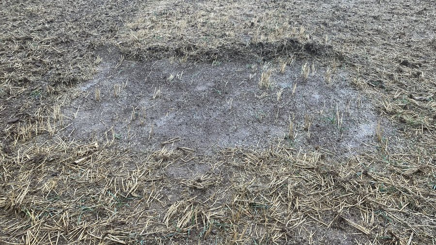 Nahaufnahme eines unbearbeiteten Bodens.