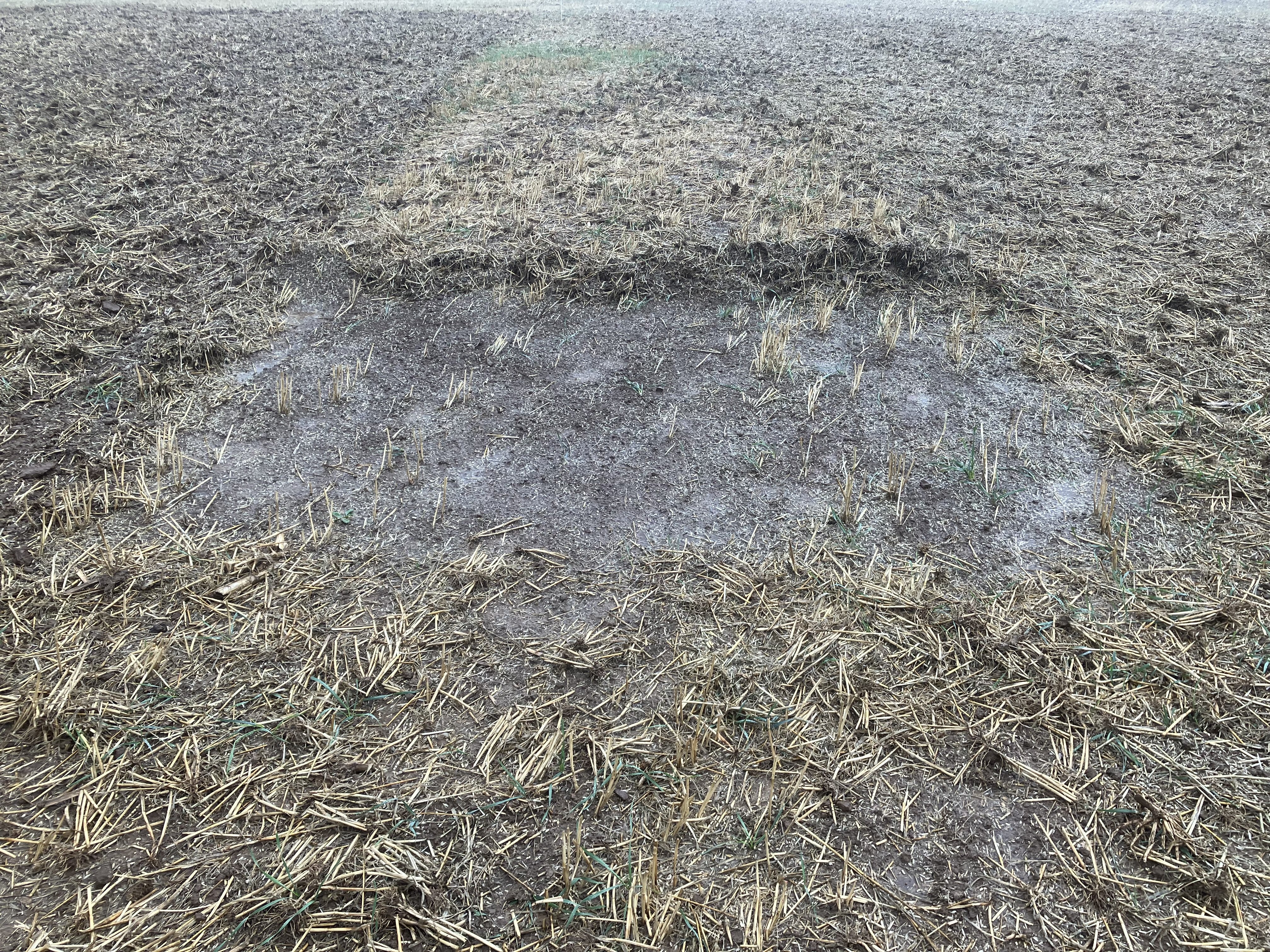 Nahaufnahme eines unbearbeiteten Bodens.