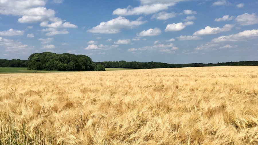 Ein Feld mit reifer Gerste.