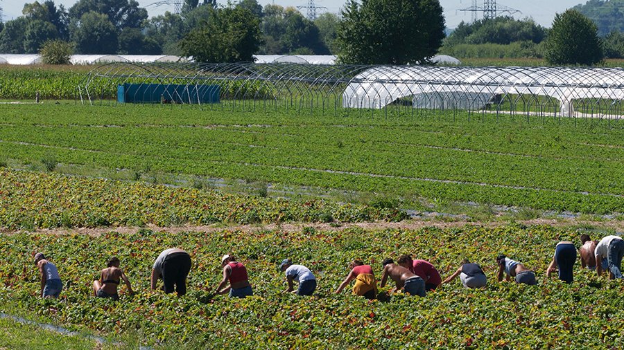 13 Erntehelfende gehen bei Sonne gebückt diagonal im Bild über ein Feld bei der Erdbeerernte, Aufnahme aus Drohne aus geringer Höhe von schräg hinten. Im Hintergrund Foliengewächshäuser, Bäume und Strommasten.
