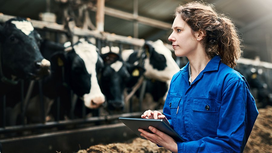 Landwirtin steht in einem Kuhstall und hält ein Tablet in den Händen.