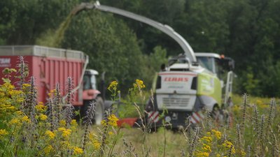 Im Vordergrund blühen Rainfarn und Herzgespann. Im Hintergrund fährt die Erntemaschine und die einen Lastzug mit gehäckseltem Material befüllt.