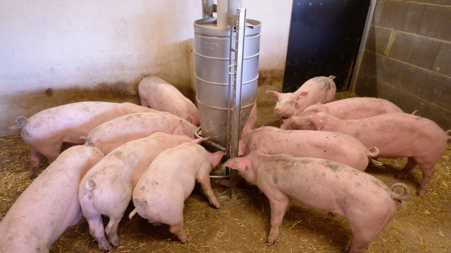 Schweine stehen zum Fressen um einen silbernen Futterautomaten herum.