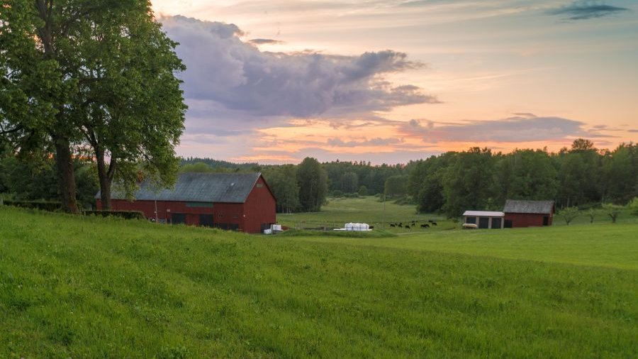 Schweden: Bauernhofgebäude und Kühe in Gamleby