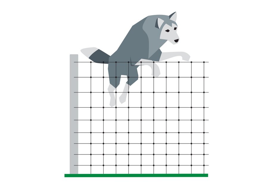 Wolf springt über Stabilzaun