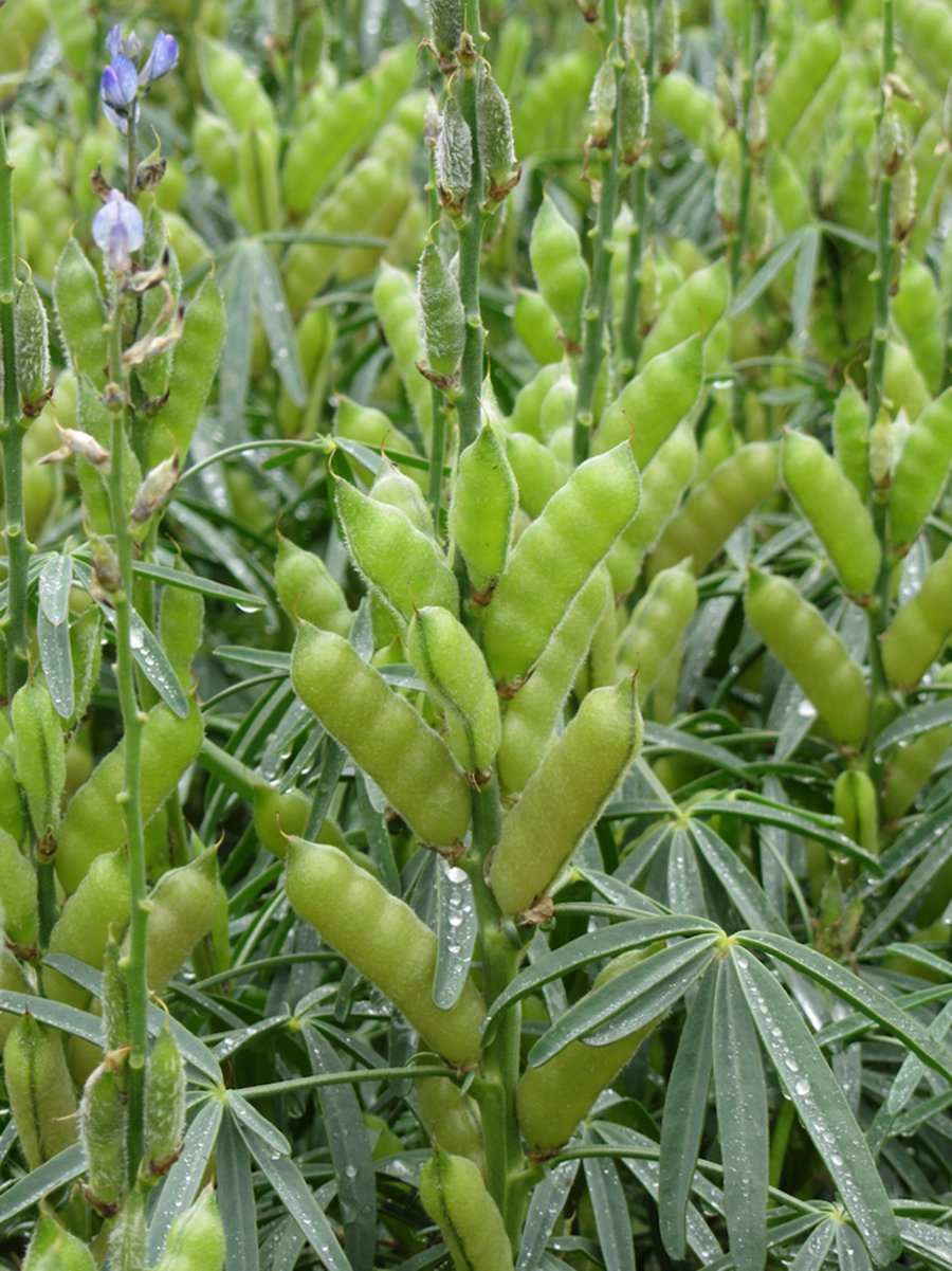 Blaue Lupine - Klick öffnet Großansicht in neuem Fenster