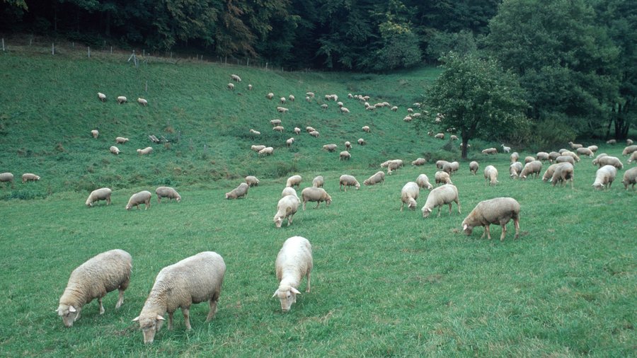 Schafherde