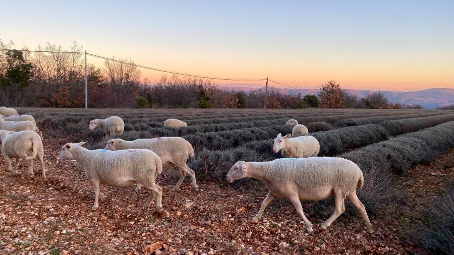 Frankreich: Schafe vor einem Lavendelfeld bei Sonnenuntergang