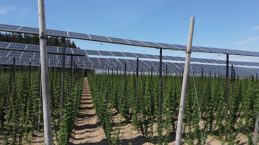 Hopfenpflanzen wachsen unter einer Photovoltaikanlage.