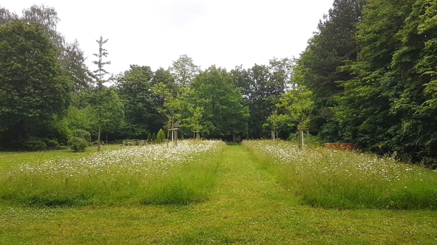 Artenreiche Blühflächen