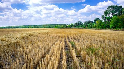 Getreidefeld nach Ernte