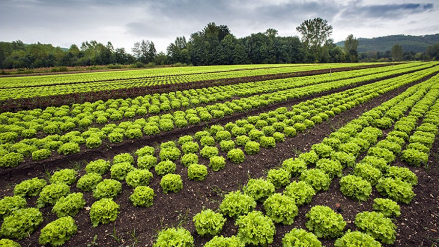 Feld mit erntereifen grünen Kopfsalaten. Im Hintergrund eine Hecke aus Bäumen und Sträuchern.