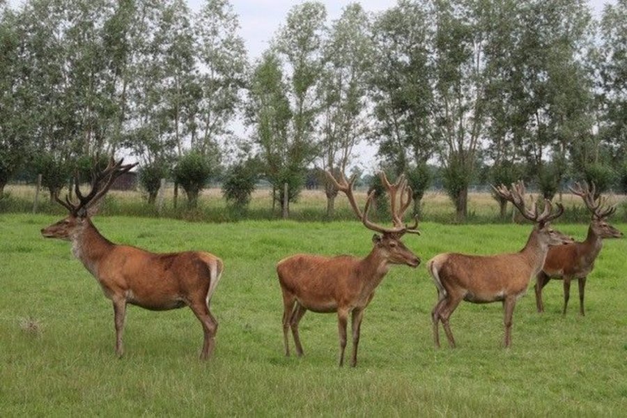 vier Rothirsche mit großen Geweihen auf einer saftigen Weide