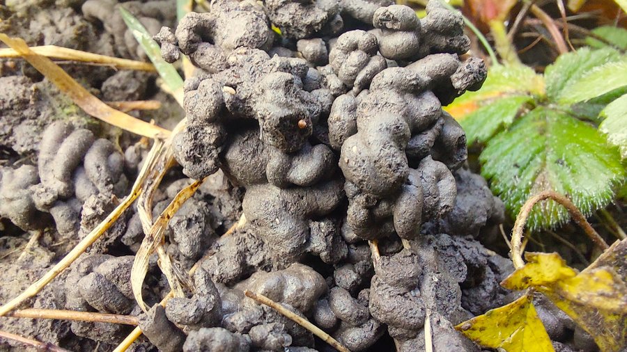 Regenwurmkothaufen auf Boden zwischen Pflanzen