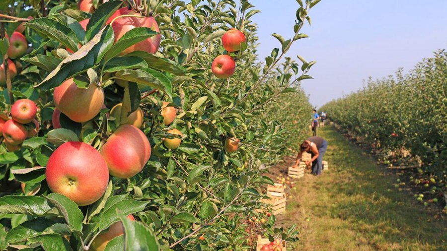  Bodenmüdigkeit ist ein Problem, für das es bisher noch keine Lösung gibt – vor allem Rosengewächse, wie der Apfel, sind betroffen. Bild: branex/iStock/Getty Images Plus via Getty Images