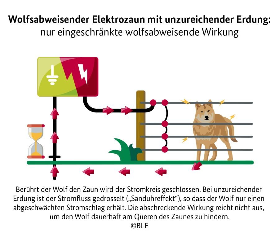 Schematische Darstellung eines wolfsabweisenden Elektrozauns ohne Erdung. Dargestellt ist ein Wolf, der den Zaun berührt und nicht abgeschreckt wirkt