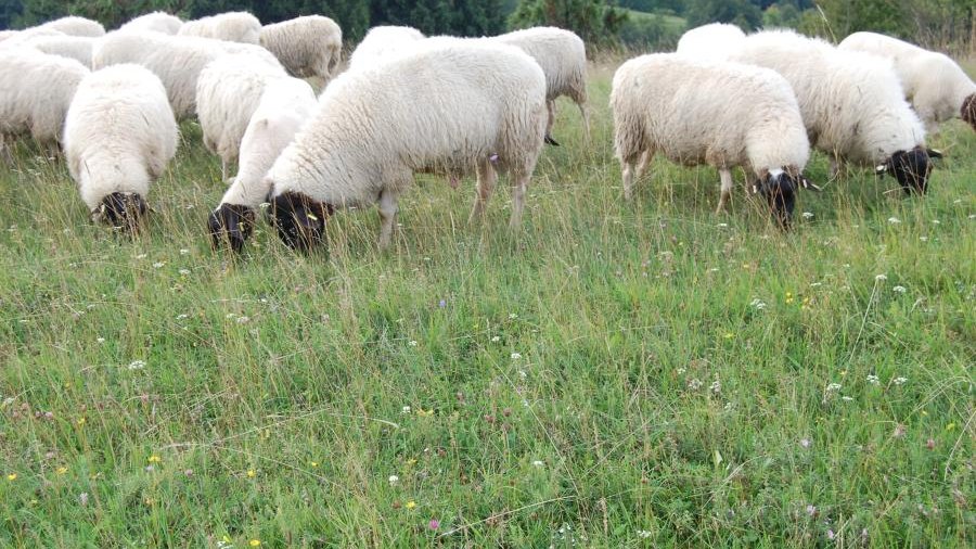 Schafherde auf Weide