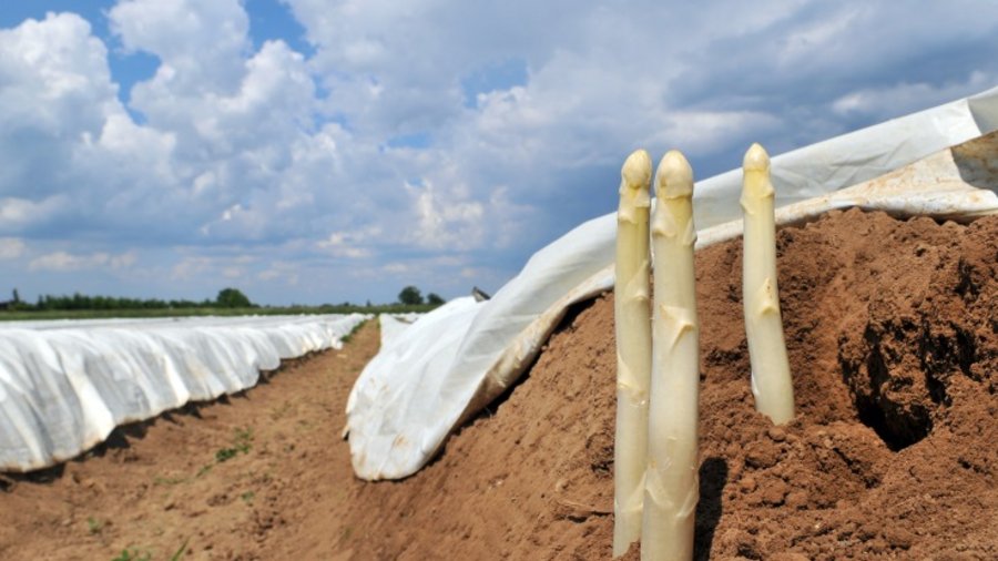 Kunststofffolien im Gartenbau: Praxis-Agrar