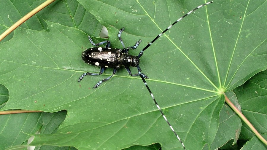 Asiatischer Laubholzbockkäfer