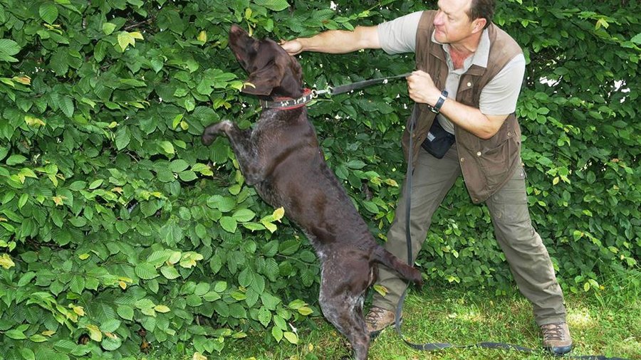 ALB-Spürhund