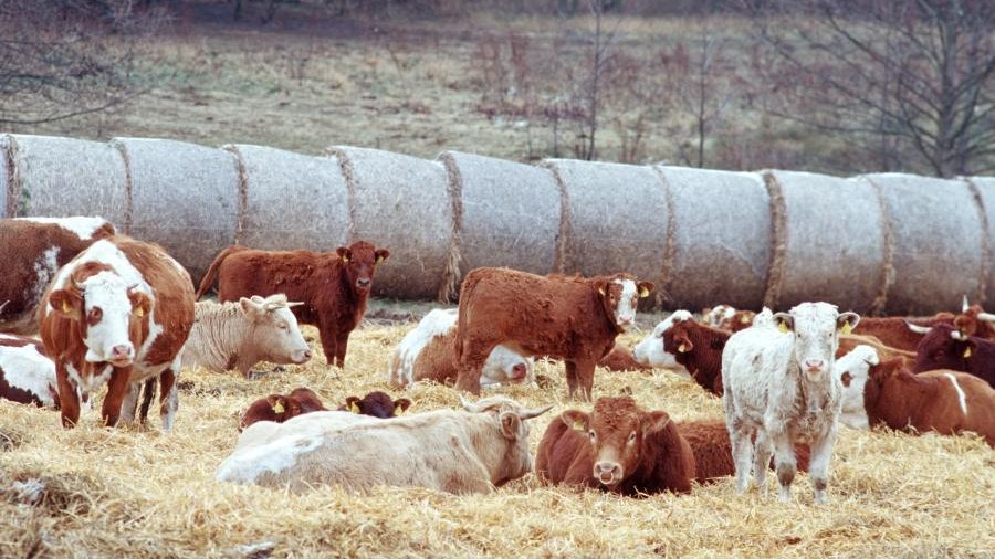 Mehrere Rinde, teilweise behornt, ruhen auf einer Strohmatte im herbstlicher Umgebung