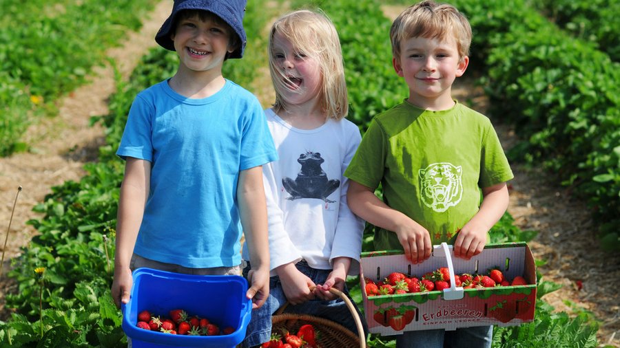 Drei Kinder mit Erdbeeren vor Erdbeerfeld