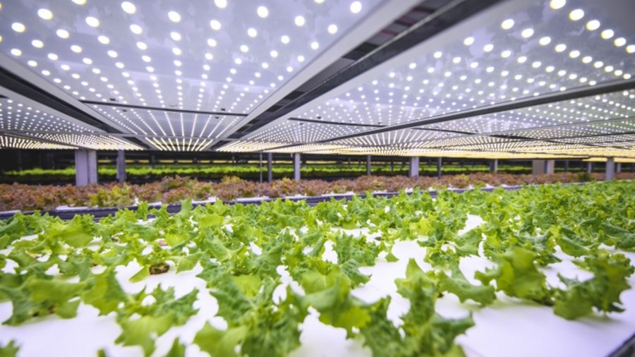 Junge Salatpflanzen in einer Indoor-Farm, belichtet mit LED.