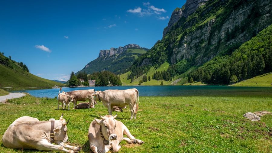 Schweiz: Rinder vor einem Bergsee in den Schweizer Alpen